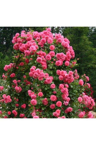 Троянда плетиста Розаріум Ютерсен фото